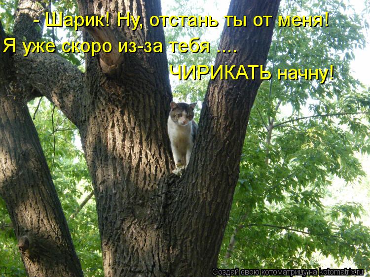 - Шарик! Ну, отстань ты от меня! Я уже скоро из-за тебя .... ЧИРИКАТЬ начну!... Котоматрица: - Шарик! Ну, отстань ты от меня! Я уже скоро из-за тебя .... ЧИРИКАТЬ начну!