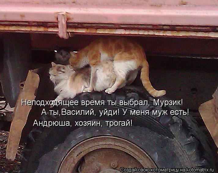 Котоматрица: Неподходящее время ты выбрал, Мурзик! А ты,Василий, уйди! У меня муж есть! Андрюша, хозяин, трогай!