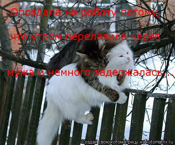 Котоматрица: Опоздала на работу потому, что утром перелазила через мужа и немного задержалась...