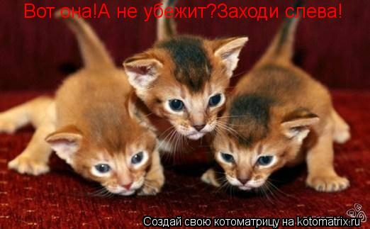 Котоматрица: Вот она!А не убежит?Заходи слева!