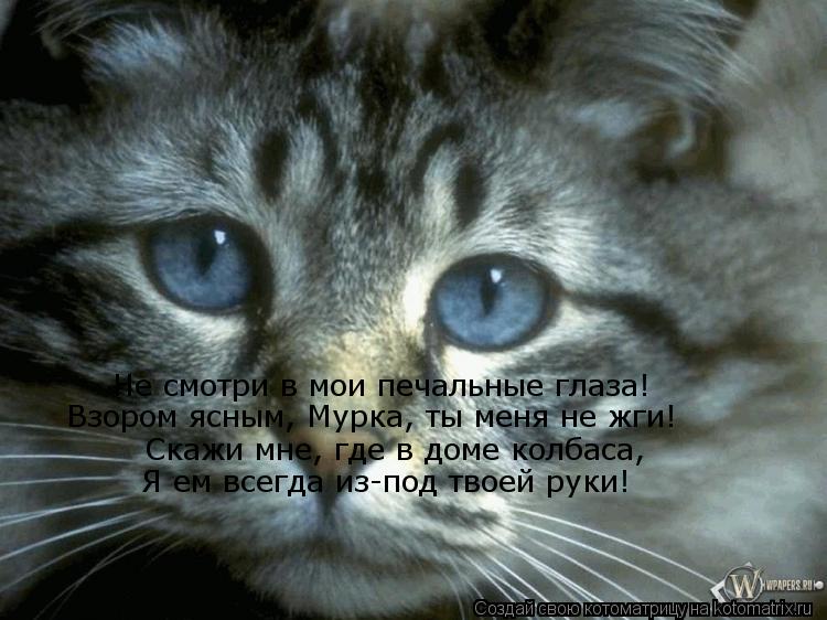 Котоматрица: Не смотри в мои печальные глаза! Взором ясным, Мурка, ты меня не жги! Скажи мне, где в доме колбаса, Я ем всегда из-под твоей руки!