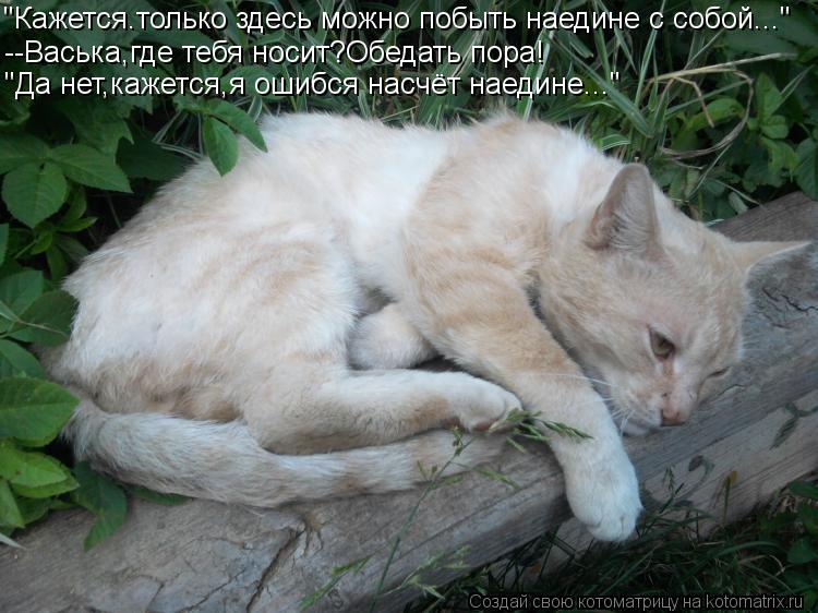 Котоматрица: "Кажется.только здесь можно побыть наедине с собой..." --Васька,где тебя носит?Обедать пора! "Да нет,кажется,я ошибся насчёт наедине..."