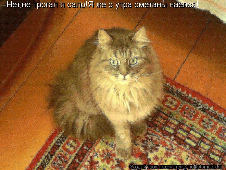 Котоматрица: --Нет,не трогал я сало!Я же с утра сметаны наелся!