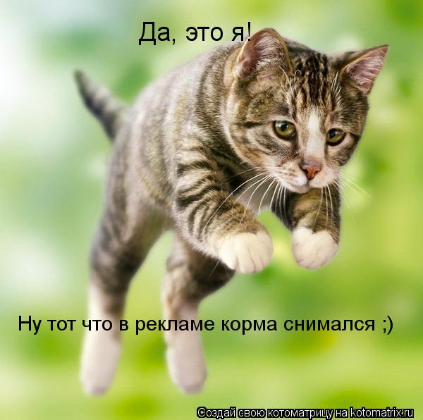 Котоматрица: Да, это я! Ну тот что в рекламе корма снимался ;)