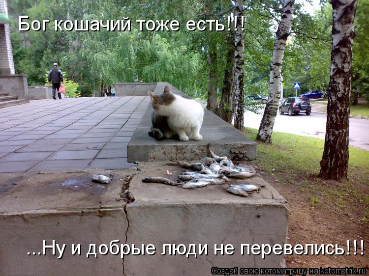 Котоматрица: Бог кошачий тоже есть!!! ...Ну и добрые люди не перевелись!!!