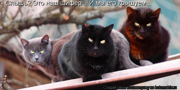 - Слышь? Это наш шифер... И мы его крышуем...... Котоматрица: - Слышь? Это наш шифер... И мы его крышуем...