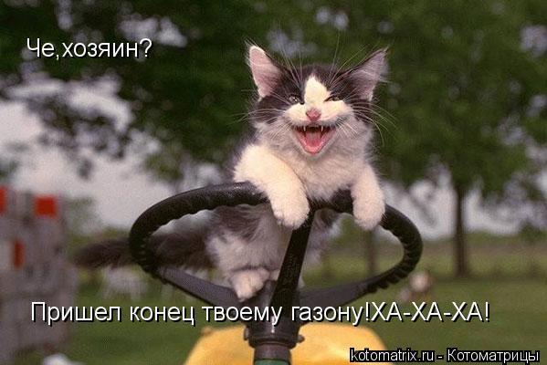 Котоматрица: Че,хозяин? Пришел конец твоему газону!ХА-ХА-ХА!