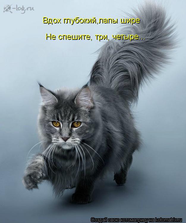 Котоматрица: Вдох глубокий,лапы шире Не спешите, три, четыре...