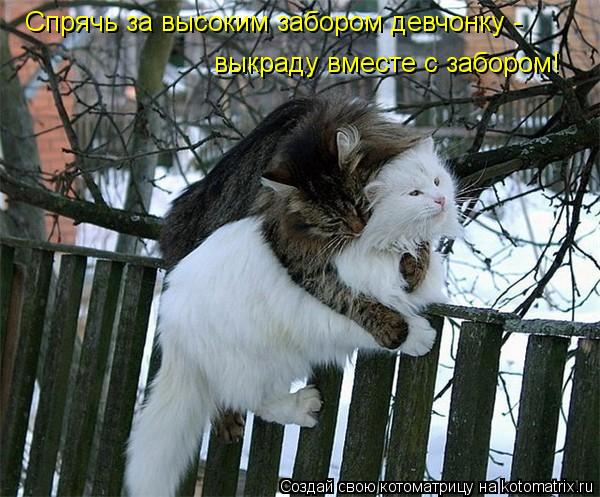 Котоматрица: Спрячь за высоким забором девчонку - выкраду вместе с забором!