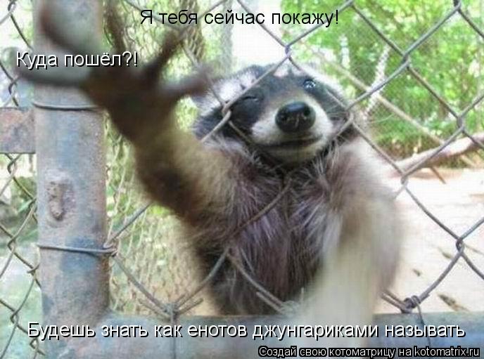 Котоматрица: Куда пошёл?! Я тебя сейчас покажу! Будешь знать как енотов джунгариками называть