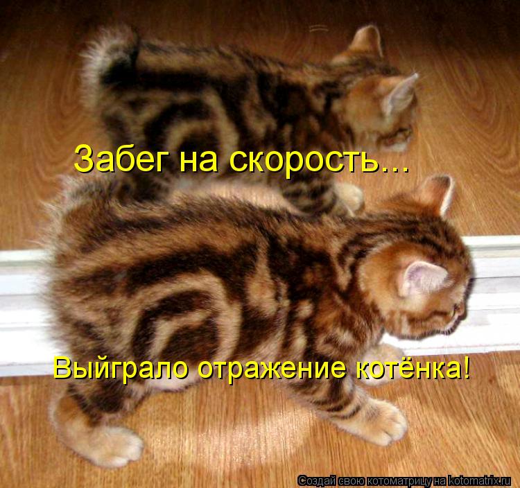 Котоматрица: Забег на скорость... Выйграло отражение котёнка!