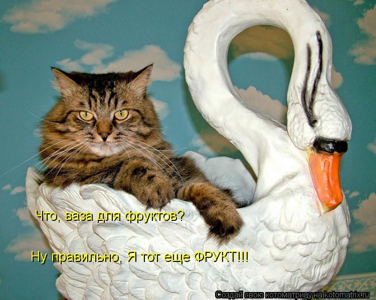 Котоматрица: Что, ваза для фруктов? Ну правильно, Я тот еще ФРУКТ!!!