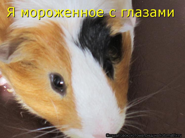Котоматрица: Я мороженное с глазами