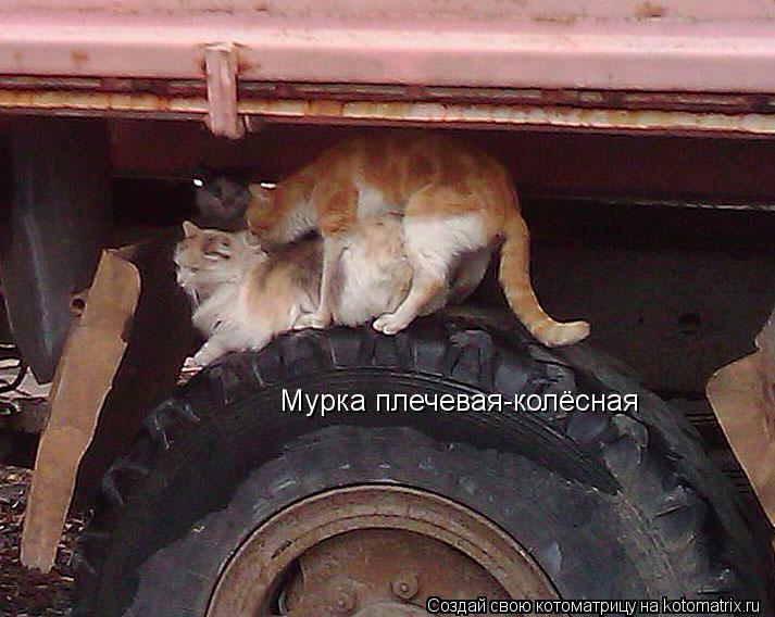 Котоматрица: Мурка плечевая-колёсная