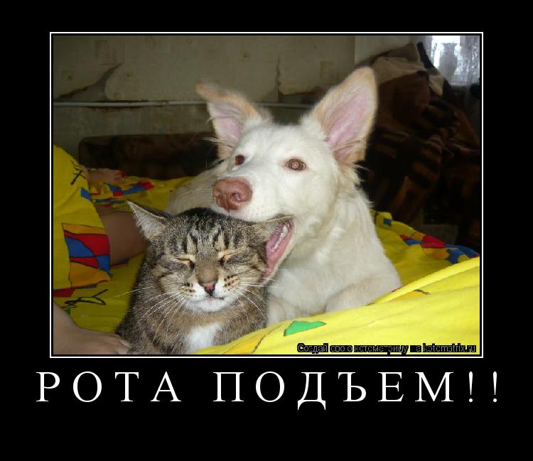Котоматрица: Рота подъём!! 