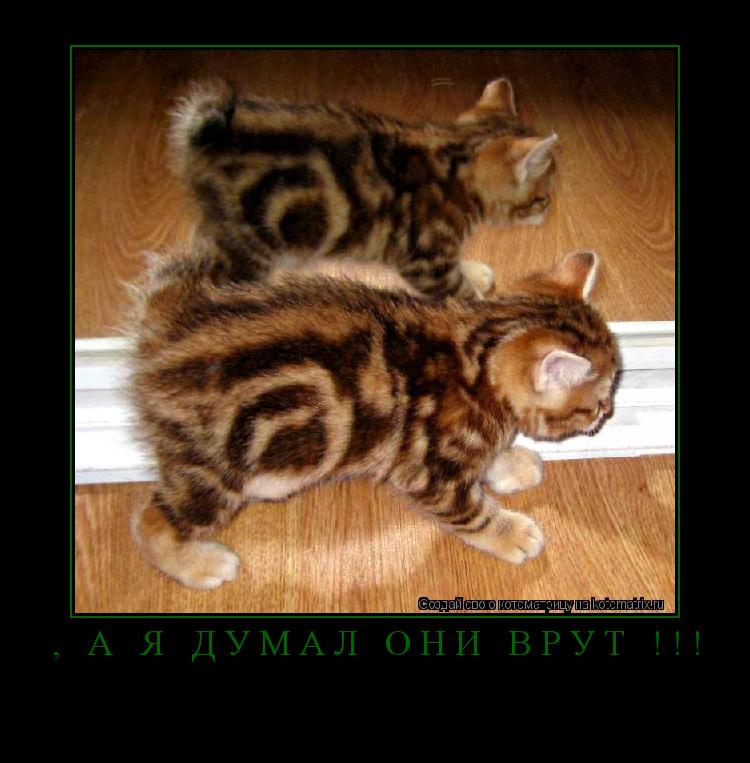Котоматрица:  