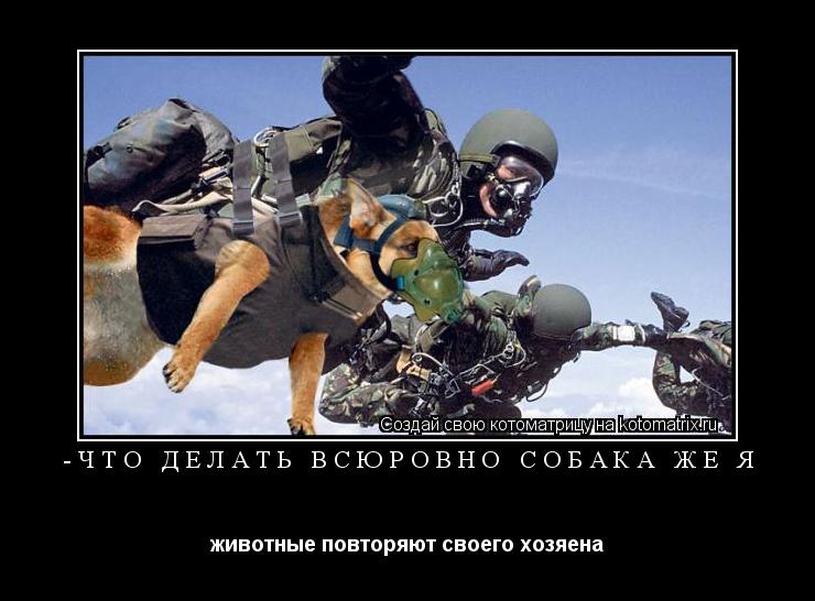 Котоматрица: -что делать всюровно собака же я животные повторяют своего хозяена