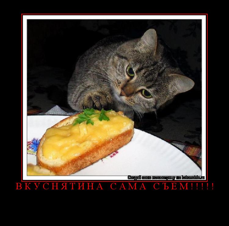 Котоматрица: ВКУСНЯТИНА сама съем!!!!! 