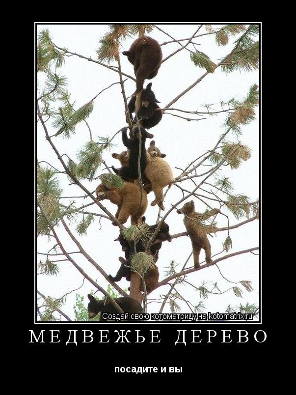 медвежье дерево посадите и вы... Котоматрица: медвежье дерево посадите и вы