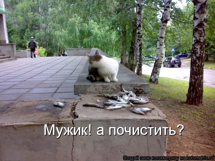 Котоматрица: Мужик! а почистить?