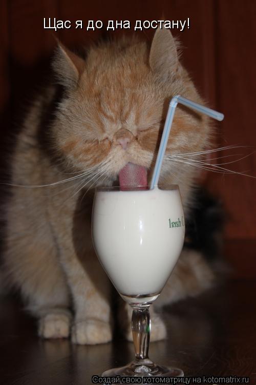 Котоматрица: Щас я до дна достану!