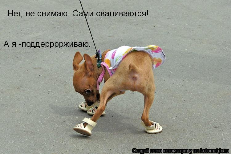 Котоматрица: Нет, не снимаю. Сами сваливаются! А я -поддеррррживаю.