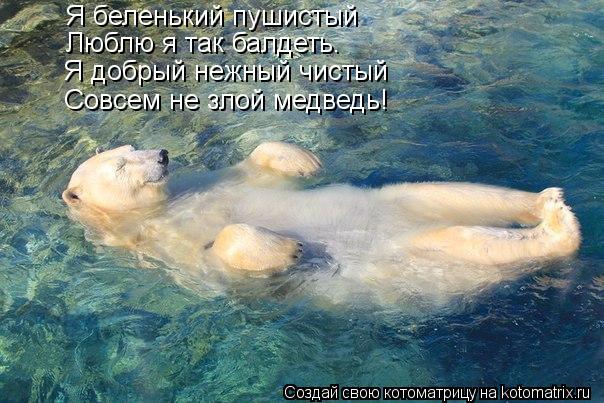 Котоматрица: Я беленький пушистый Люблю я так балдеть. Я добрый нежный чистый Совсем не злой медведь!