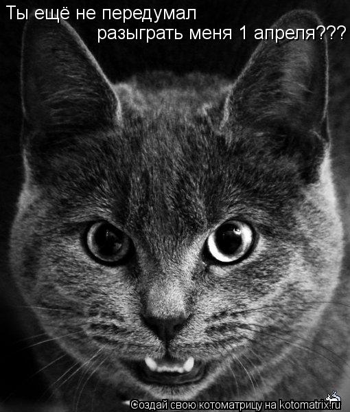 Котоматрица: Ты ещё не передумал разыграть меня 1 апреля???