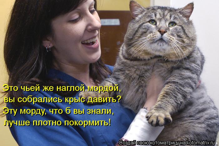 Это чьей же наглой мордой, вы собрались крыс давить? Эту морду, что б вы знали, лучше плотно покор... Котоматрица: Это чьей же наглой мордой, вы собрались крыс давить? Эту морду, что б вы знали, лучше плотно покормить!