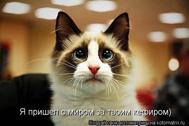 Я пришел с миром за твоим кефиром)... Котоматрица: Я пришел с миром за твоим кефиром)