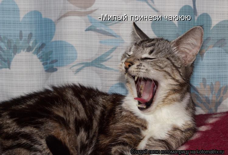 -Милый принеси чаююю... Котоматрица: -Милый принеси чаююю