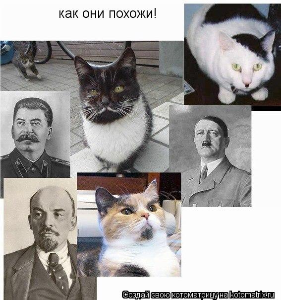 как они похожи!... Котоматрица: как они похожи!