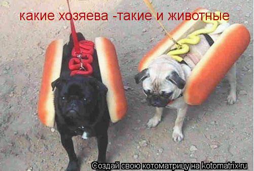 какие хозяева -такие и животные... Котоматрица: какие хозяева -такие и животные