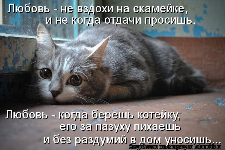 Любовь - не вздохи на скамейке, и не когда отдачи просишь. Любовь - когда берешь котейку, его за па... Котоматрица: Любовь - не вздохи на скамейке, и не когда отдачи просишь. Любовь - когда берешь котейку, его за пазуху пихаешь и без раздумий в дом уносишь..