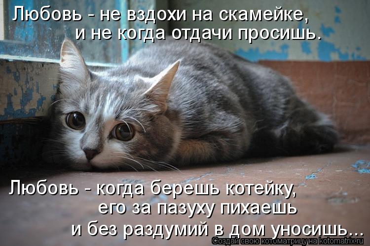 Котоматрица: Любовь - не вздохи на скамейке,  и не когда отдачи просишь. Любовь - когда берешь котейку,  его за пазуху пихаешь  и без раздумий в дом уносишь..