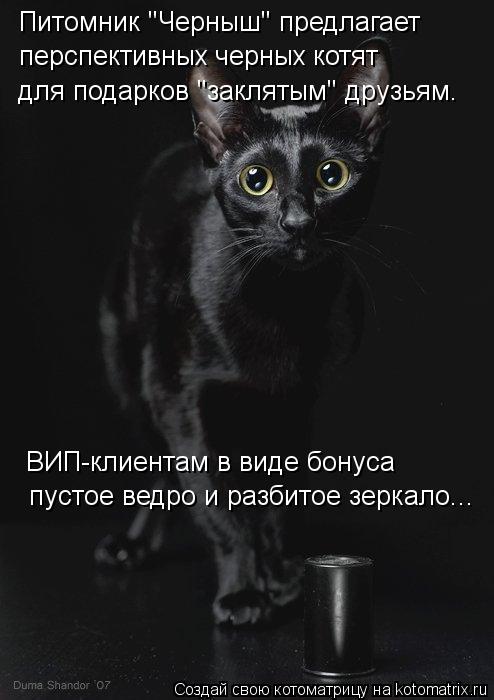 Котоматрица: Питомник "Черныш" предлагает  перспективных черных котят для подарков "заклятым" друзьям.  ВИП-клиентам в виде бонуса  пустое ведро и разбит