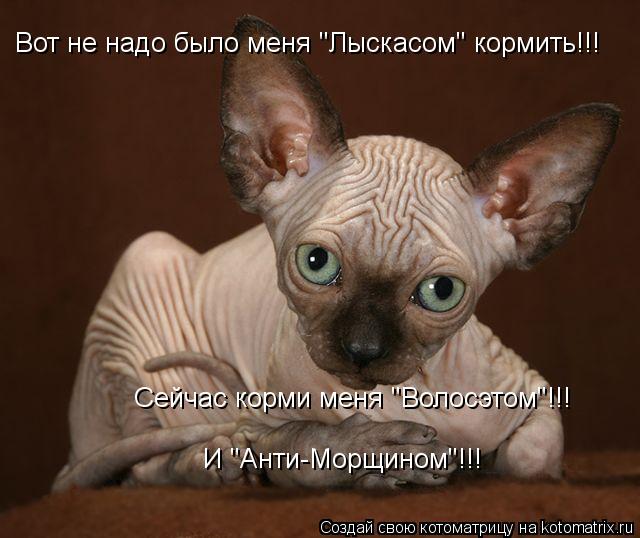 Вот не надо было меня "Лыскасом" кормить!!! Сейчас корми меня "Волосэтом"!!! И "Анти-Морщином"!!!... Котоматрица: Вот не надо было меня "Лыскасом" кормить!!! Сейчас корми меня "Волосэтом"!!! И "Анти-Морщином"!!!