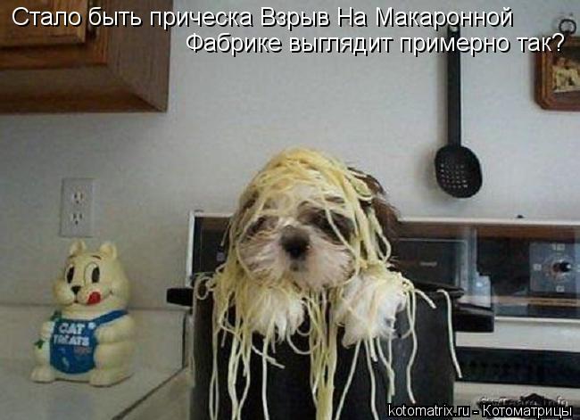 Стало быть прическа Взрыв На Макаронной Фабрике выглядит примерно так?... Котоматрица: Стало быть прическа Взрыв На Макаронной Фабрике выглядит примерно так?