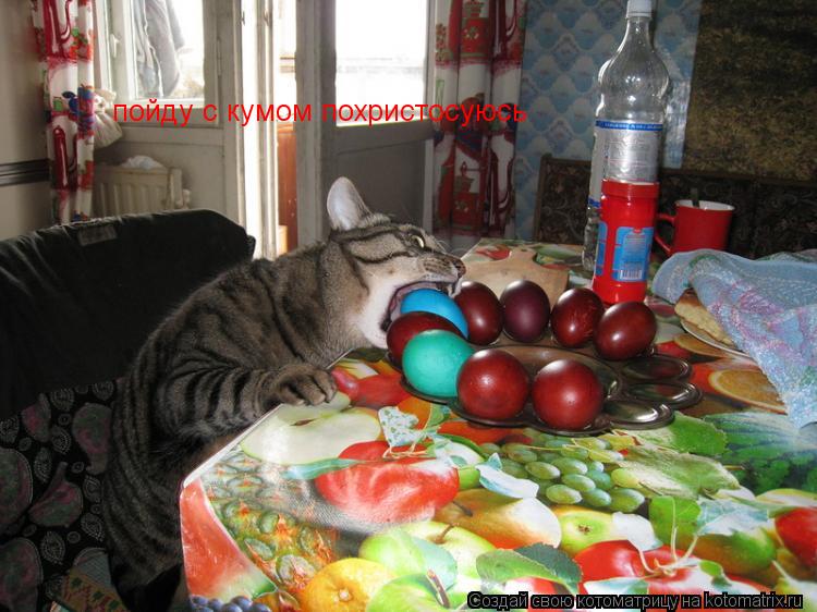 Котоматрица: пойду с кумом похристосуюсь