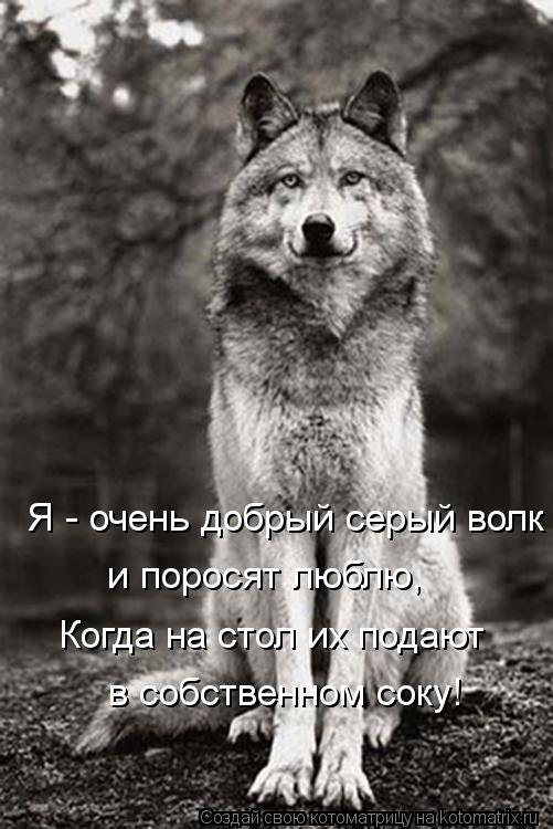 Котоматрица: Я - очень добрый серый волк и поросят люблю, Когда на стол их подают в собственном соку!