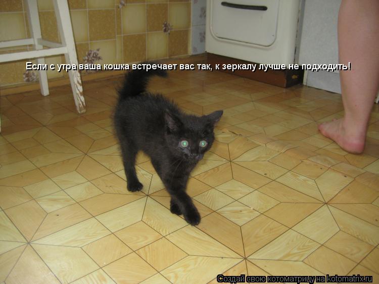 Котоматрица: Если с утра ваша кошка встречает вас так, к зеркалу лучше не подходить!