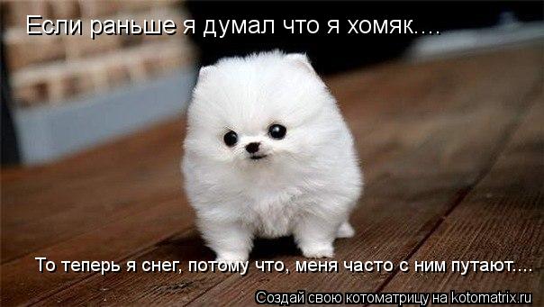 Котоматрица: Если раньше я думал что я хомяк....  Если раньше я думал что я хомяк....  То теперь я снег, потому что, меня часто с ним путают....