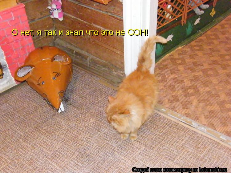 Котоматрица: О нет, я так и знал что это не СОН!