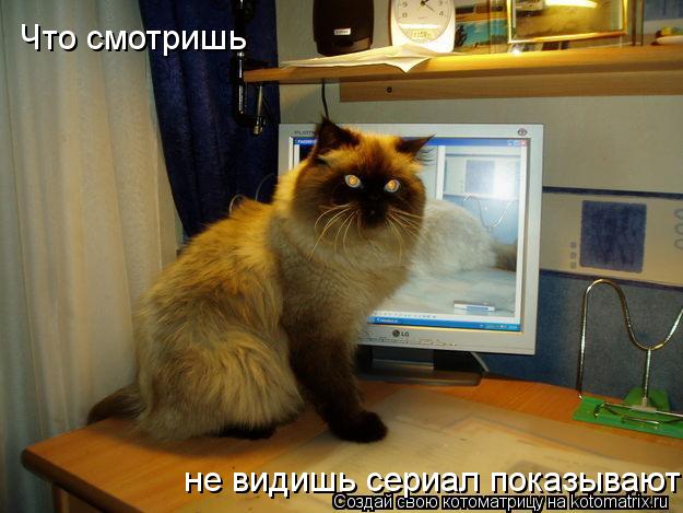 Котоматрица: Что смотришь не видишь сериал показывают