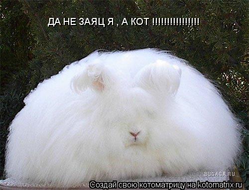 Котоматрица: ДА НЕ ЗАЯЦ Я , А КОТ !!!!!!!!!!!!!!!!