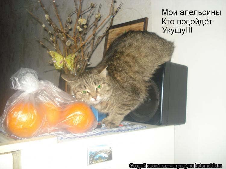 Котоматрица: Мои апельсины Кто подойдёт  Укушу!!!