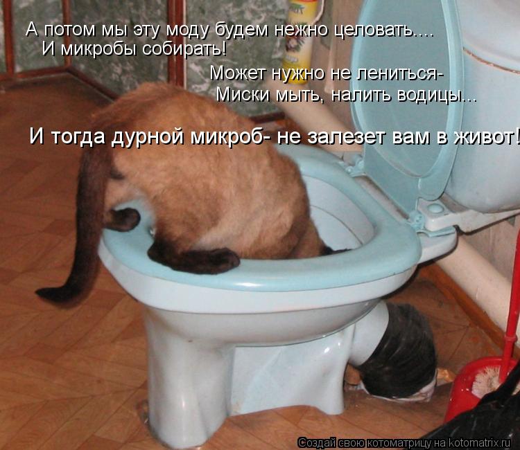 Котоматрица: А потом мы эту моду будем нежно целовать.... И микробы собирать! Может нужно не лениться- Миски мыть, налить водицы... И тогда дурной микроб- не 