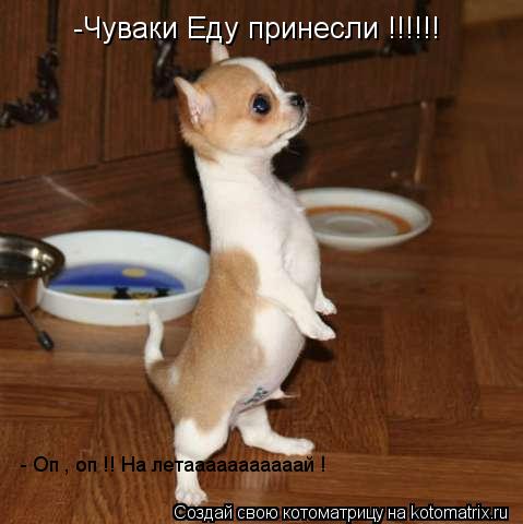 Котоматрица: -Чуваки Еду принесли !!!!!! - Оп , оп !! На летааааааааааай !
