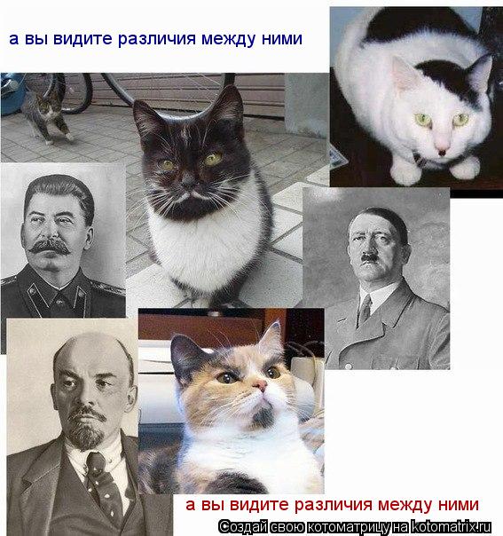 Котоматрица: а вы видите различия между ними  а вы видите различия между ними