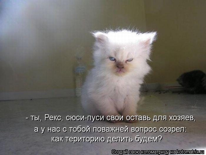 Котоматрица: - ты, Рекс, сюси-пуси свои оставь для хозяев,  а у нас с тобой поважней вопрос созрел: как територию делить будем?